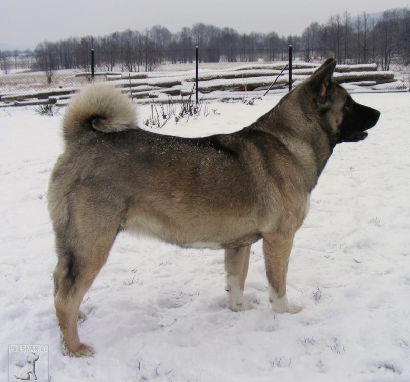 akita3.jpg