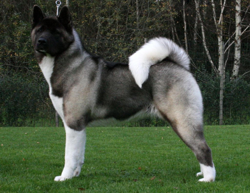 akita5.jpg